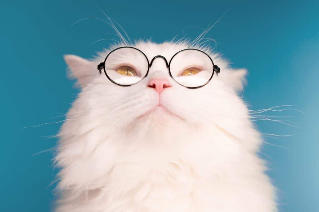Cute domestic pet in transparent glasses. Furry cat on blue. Animals, education, science concept.